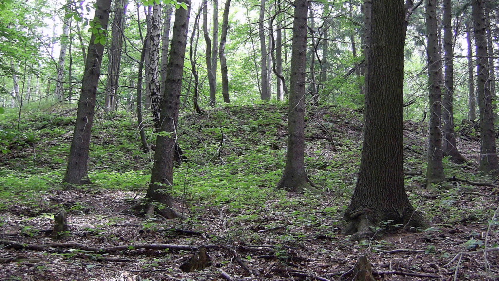 Halde im Silberbusch