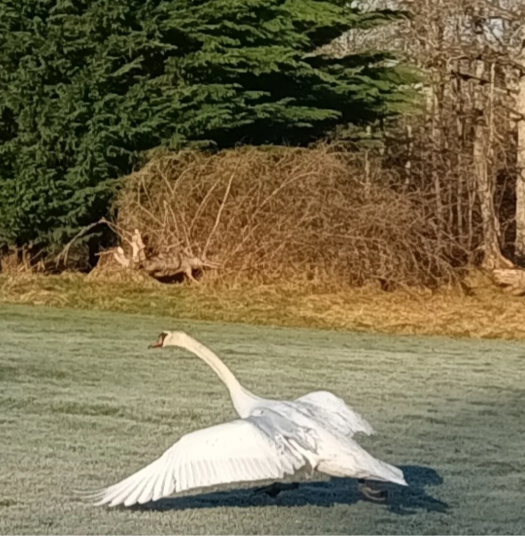 Cygne - Jean-Luc JOSSO