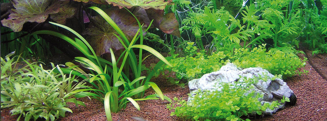 In 14 Schritten zum Garnelen-Aquarium - Crustakrankheiten.de
