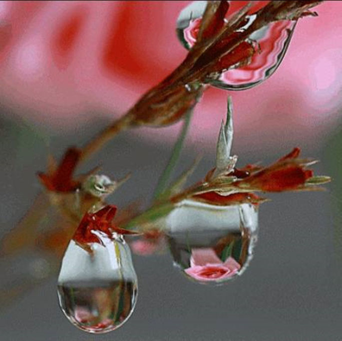 Aroma De Orvalho Selecao Especial Portfolio Carpe Diem Minha doce amiga, uma noite de luar e' tão magica que me dizz que todos os meus sonhos se realizarão!! aroma de orvalho selecao especial