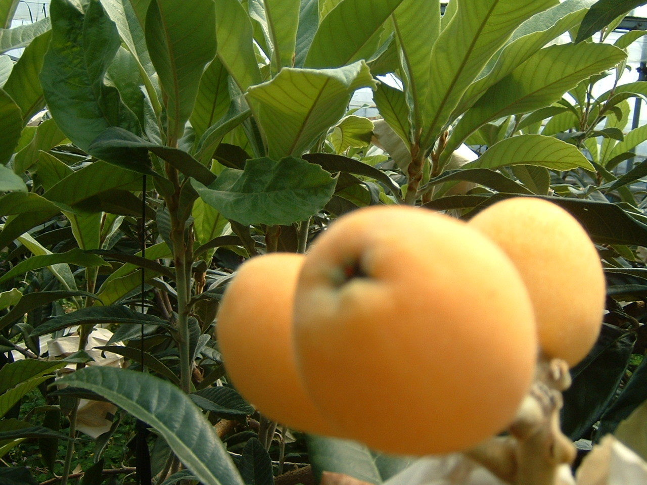 公式サイト 白ビワ葉エキス高配合スキンクリーム - エクシート 