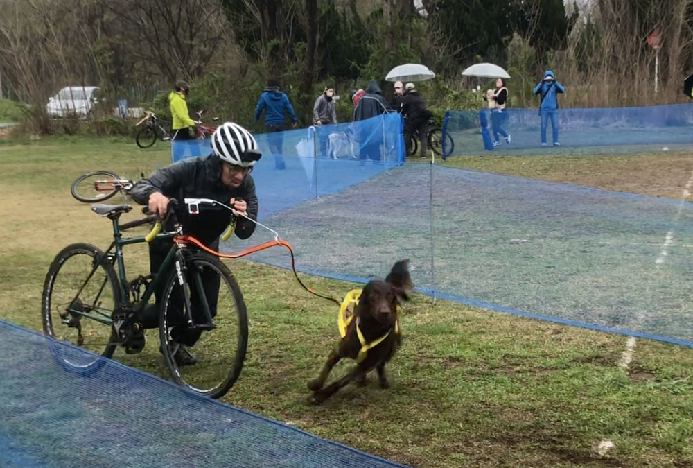 JDAC Dog Sports Games!! 2022