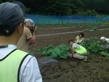 はーぶの郷の苗植え付け作業