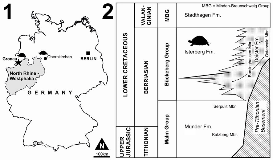 Figure 1: (1) Map of the type locality for Desmemys bertelsmanni at Gronau (Westfalen), Germany (asterisk), together with neighbore pertinent sources of fossil turtle material. (2) Lithostratigraphy (...)