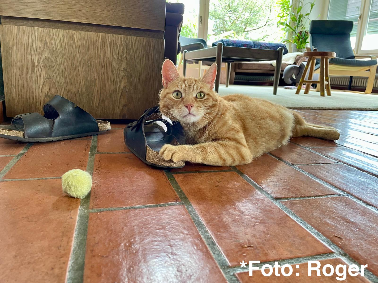 猫の会議