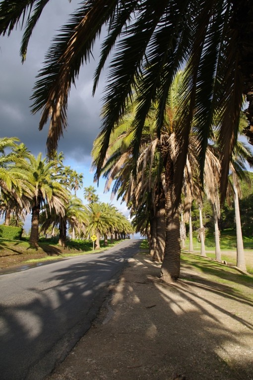 Palmtree Alley