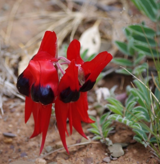 Red Stuart Desert Pea