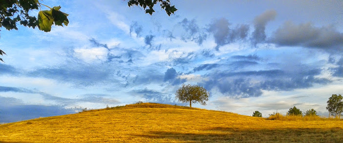 Quand la Nature imite  Van Gogh !