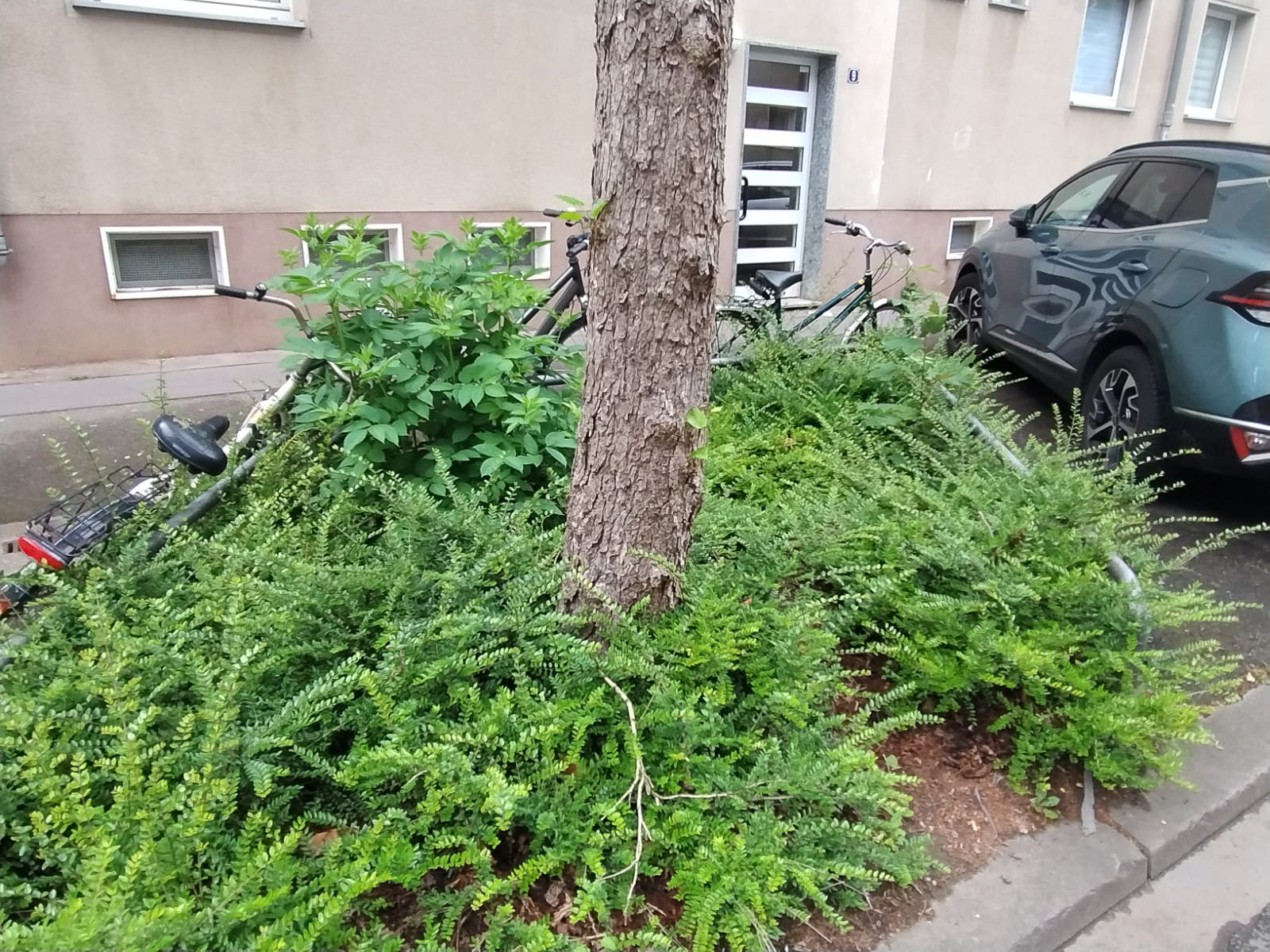 April 2026: Straßenbeet vor Steubenstraße 9