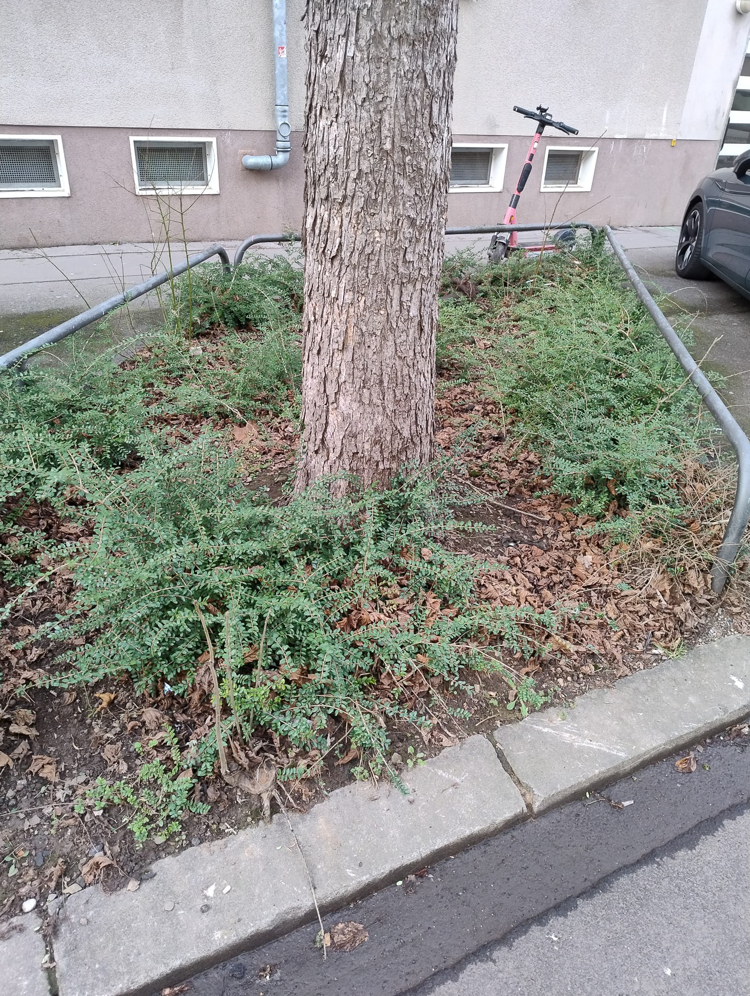 Februar 2026: Straßenbeet in der Steubenstraße