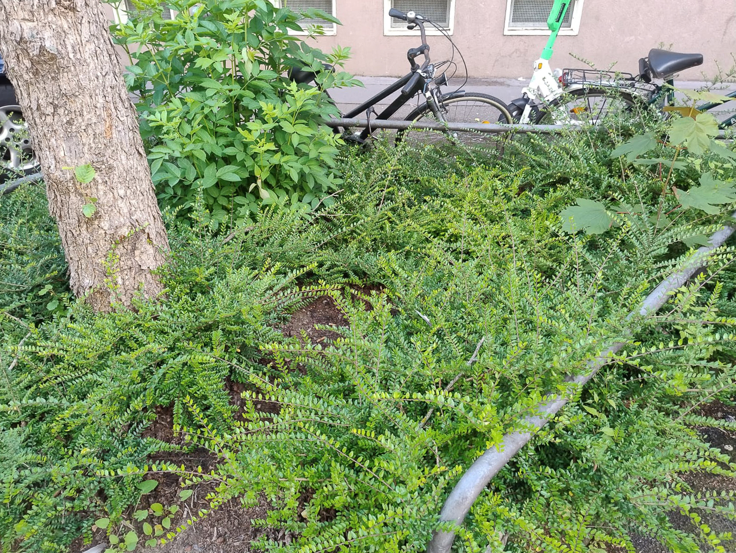 Mai 2026: Straßenbeet in der Steubenstraße