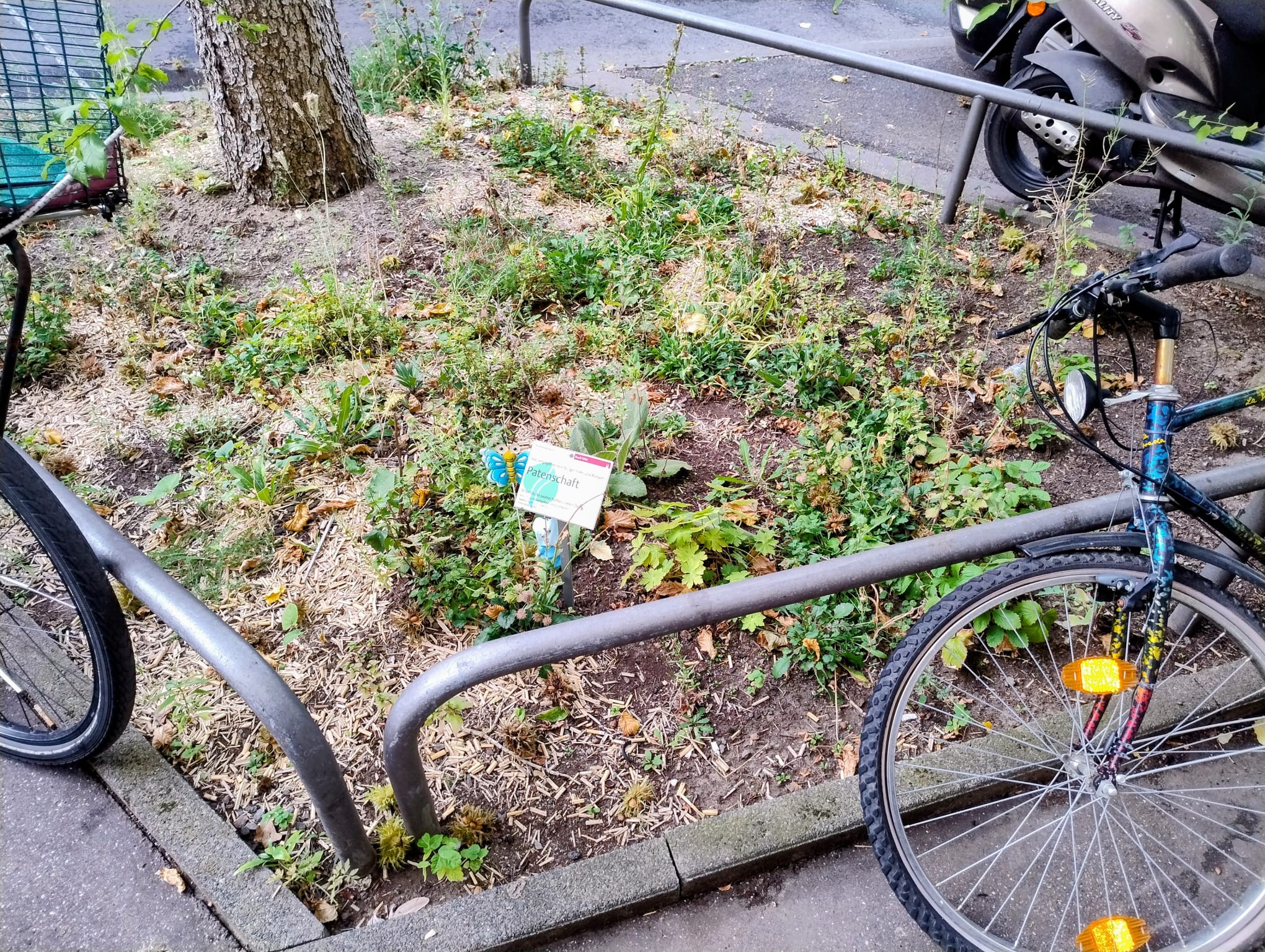 August 2025: Baumscheibe in der Steubenstraße