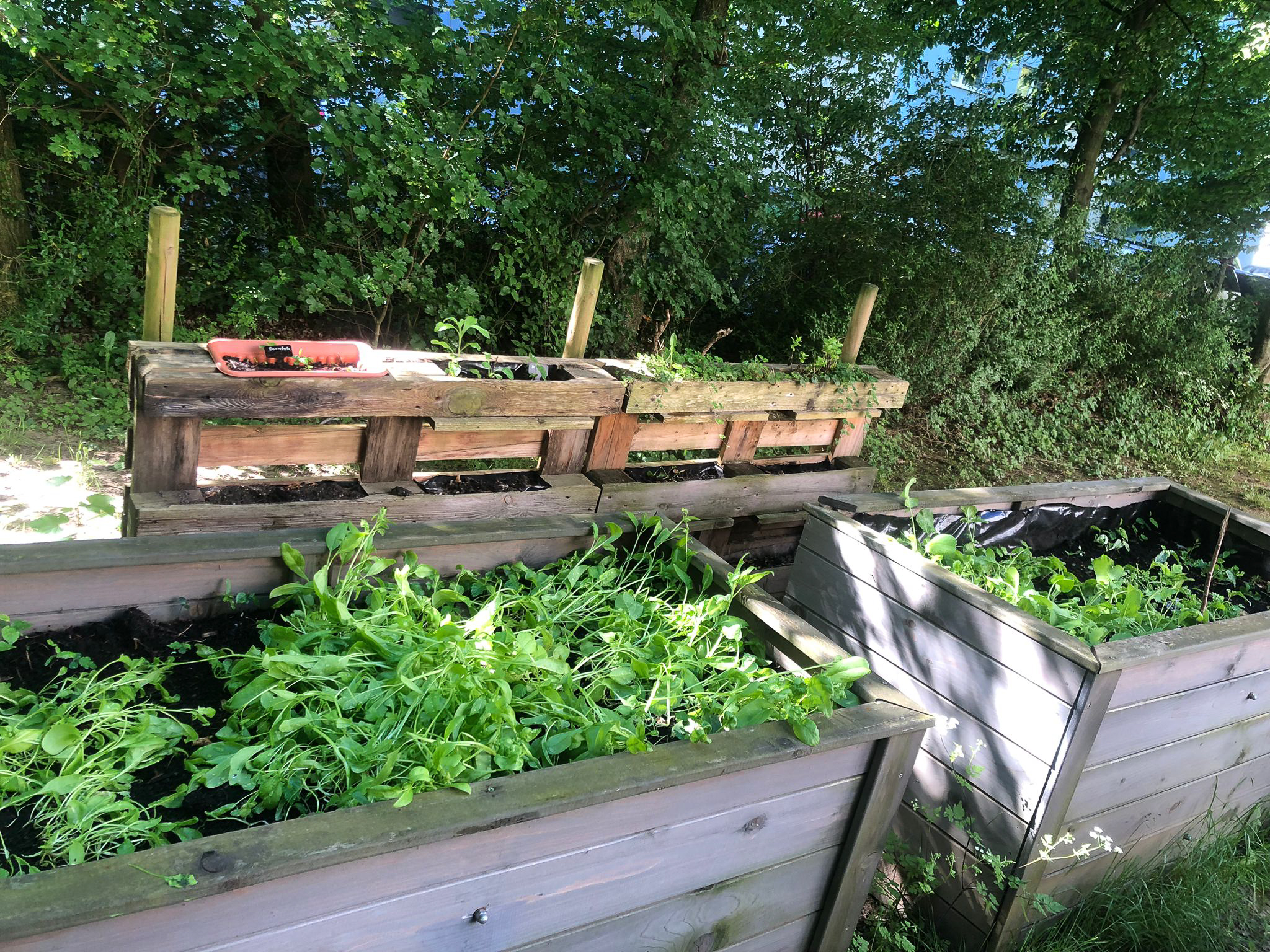 Mai 2026: Nahansicht Beete am Container