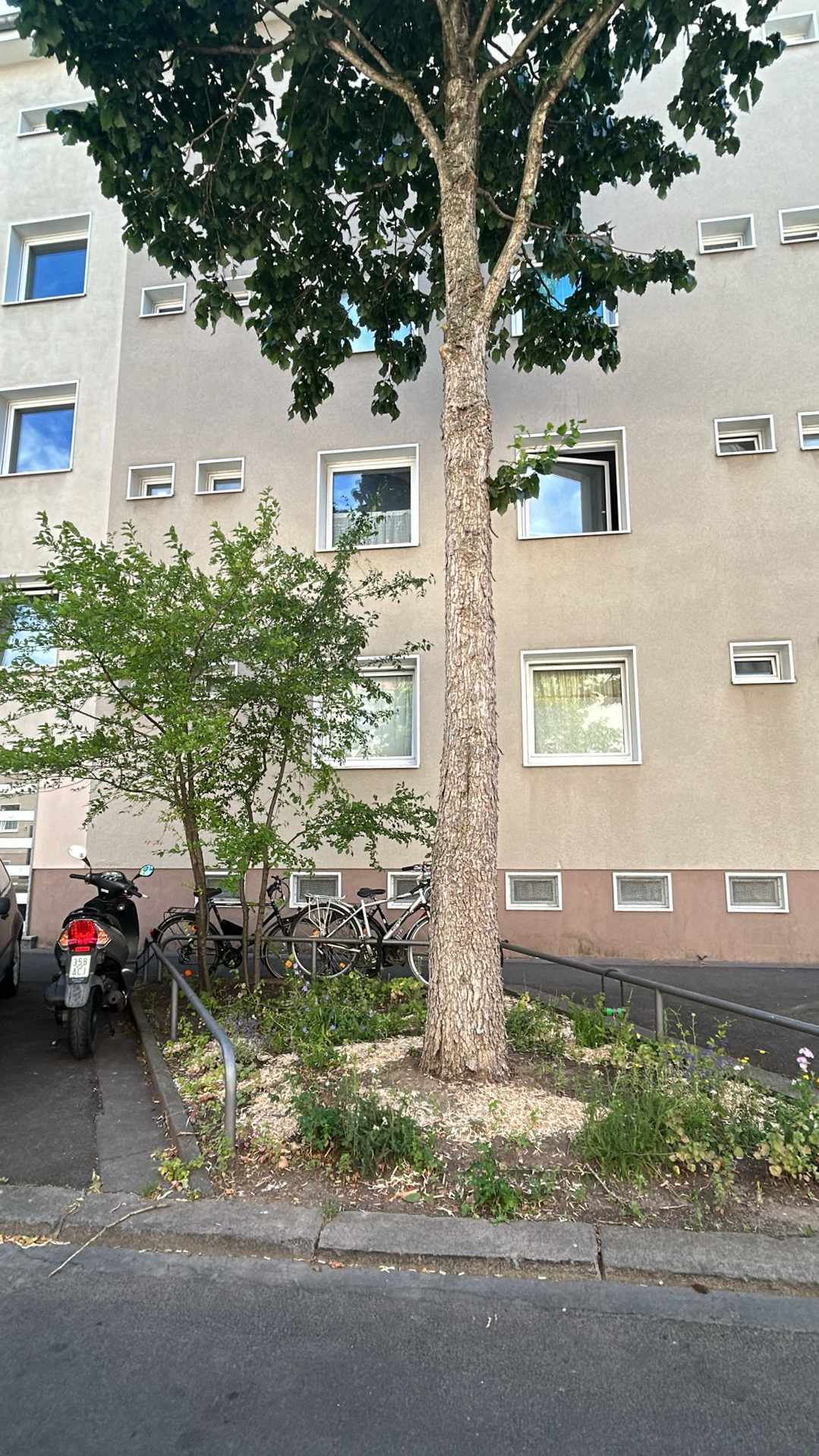 Juni 2025: Straßenbeet in der Steubenstraße