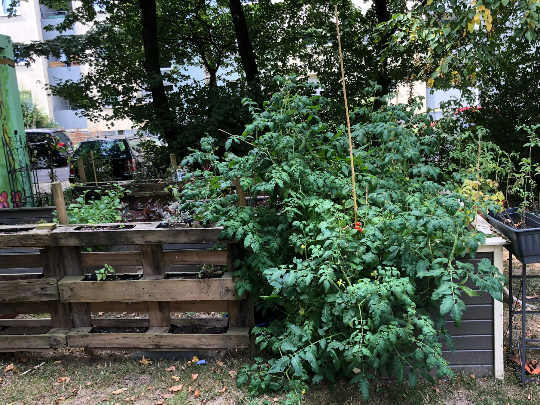August 2025: Beete