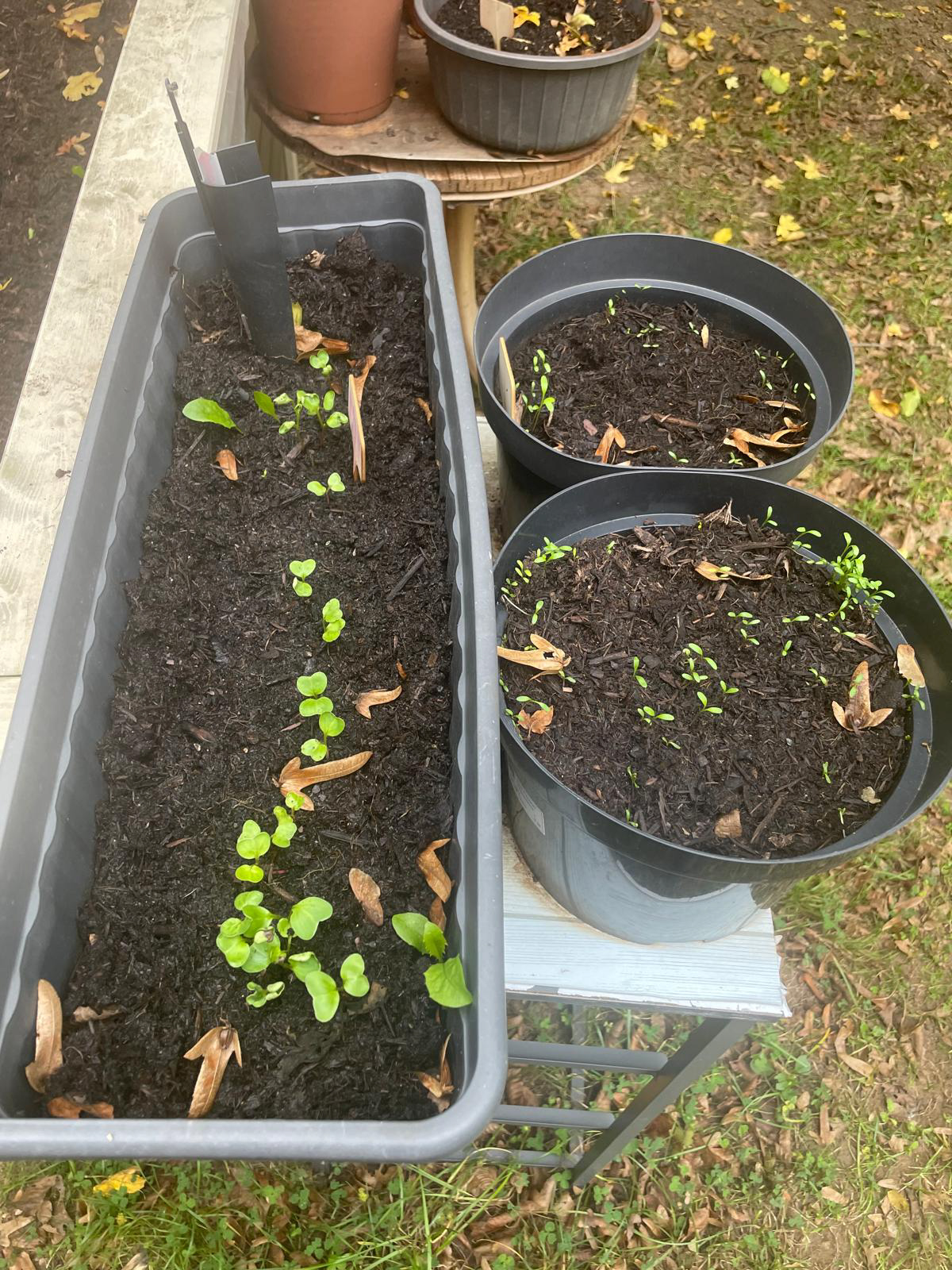 Oktober 2025: Nahansicht Beete am Container