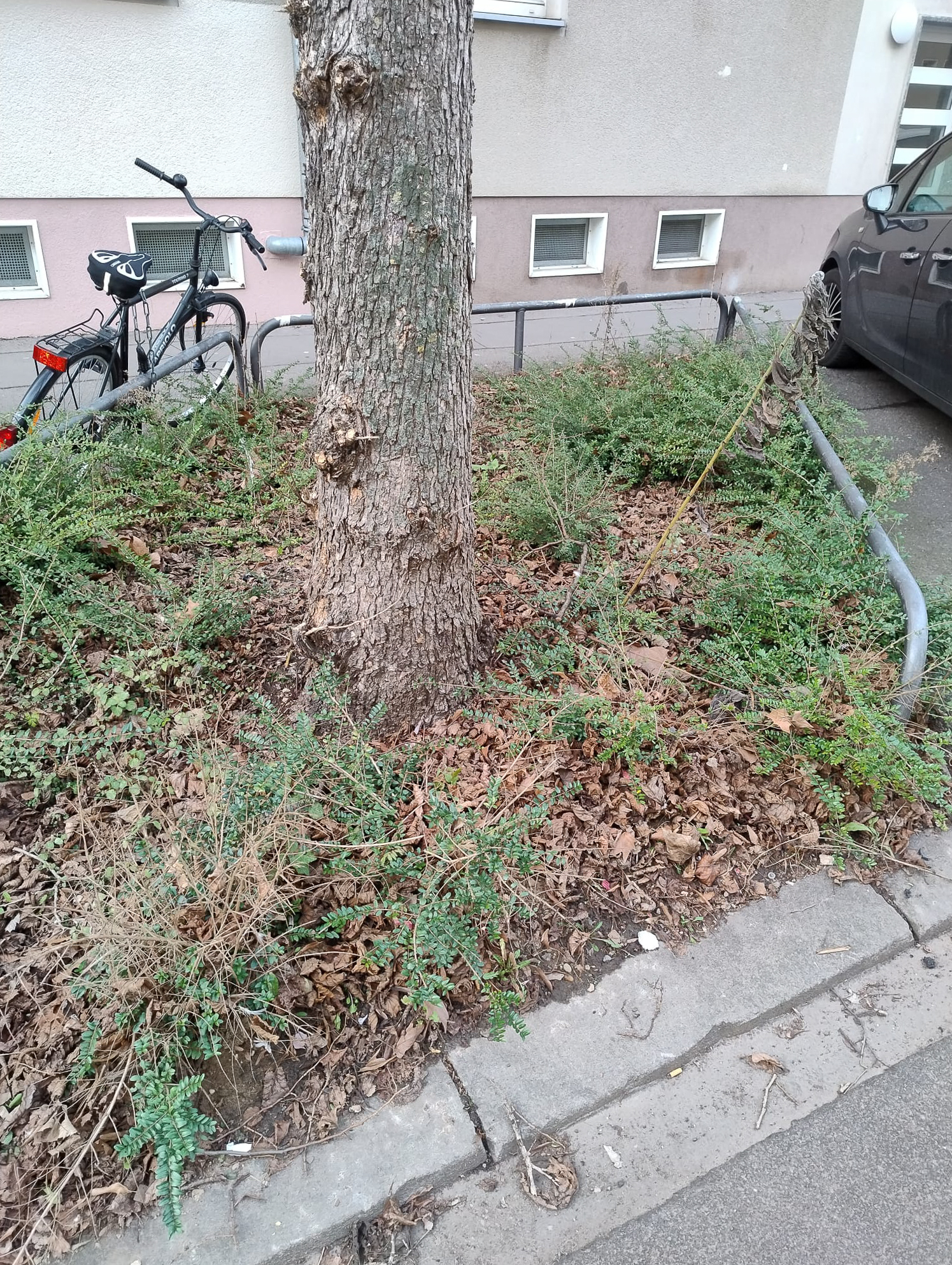 Februar 2026: Straßenbeet in der Steubenstraße