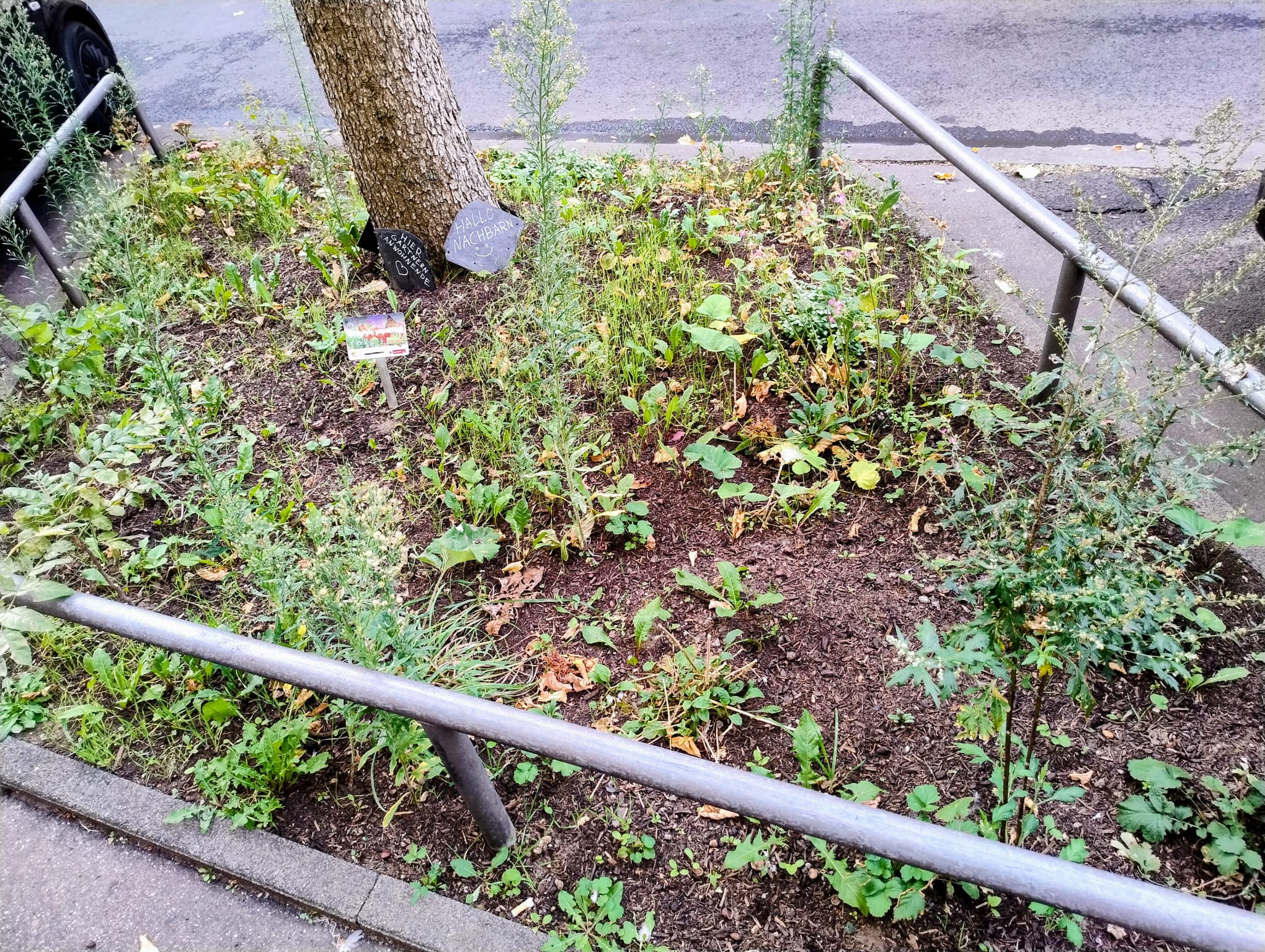 August 2025: Baumscheibe in der Steubenstraße