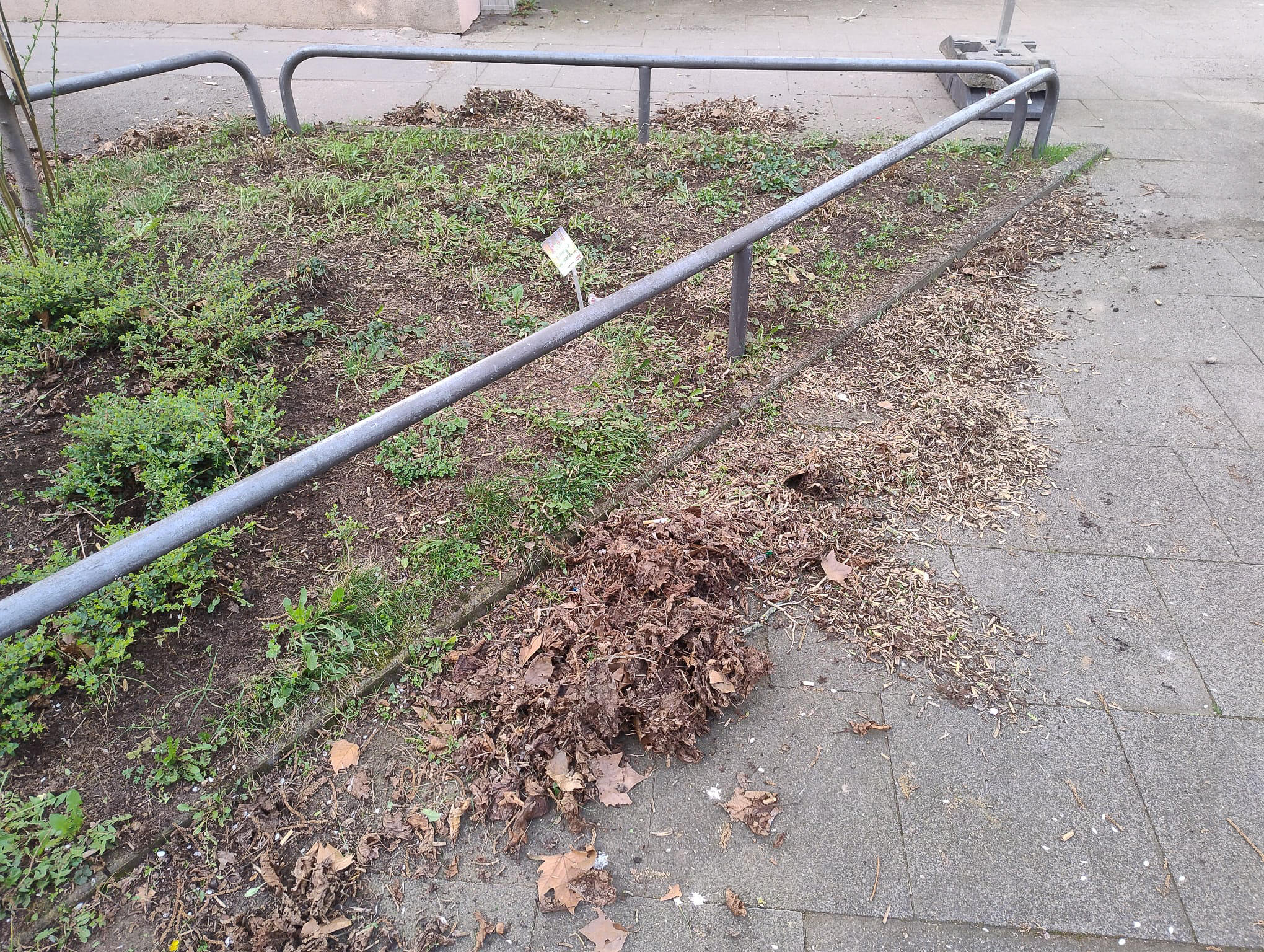 März 2026: Straßenbeet in der Steubenstraße