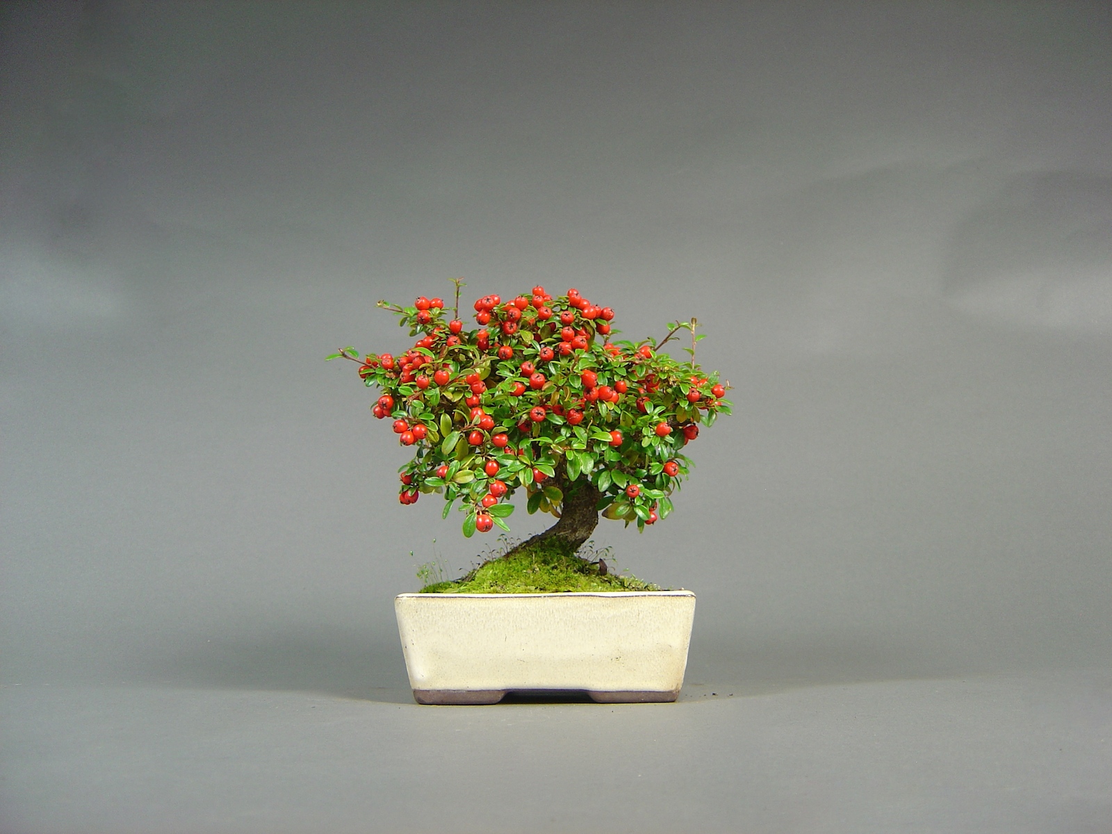 Zwergmispel, Cotoneaster