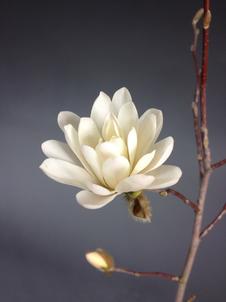 Jungpflanzen Bonsai kaufen im Shop www.bonsaihassler.de