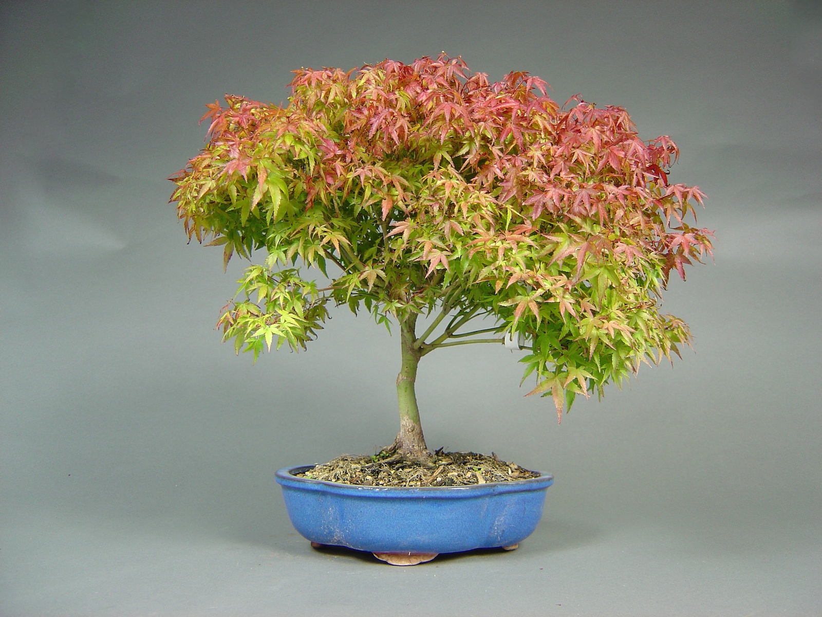 Fächerahorn, Acer palmatum ´kiyohime´