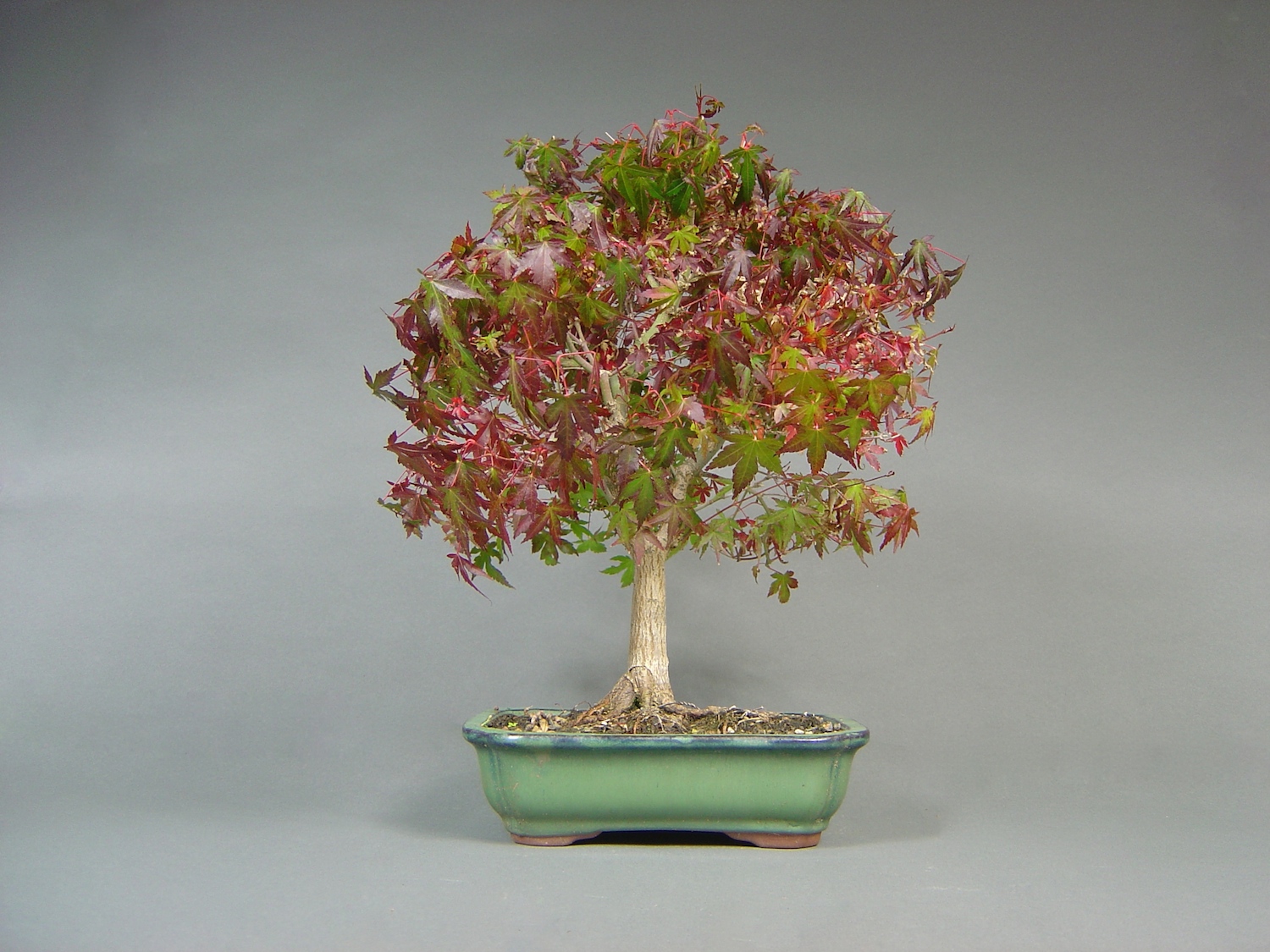 Fächerahorn, Acer palmatum ´deshojo´