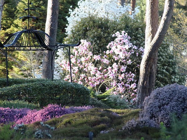 magnolia de l'Arboretum des Grandes Bruyeres