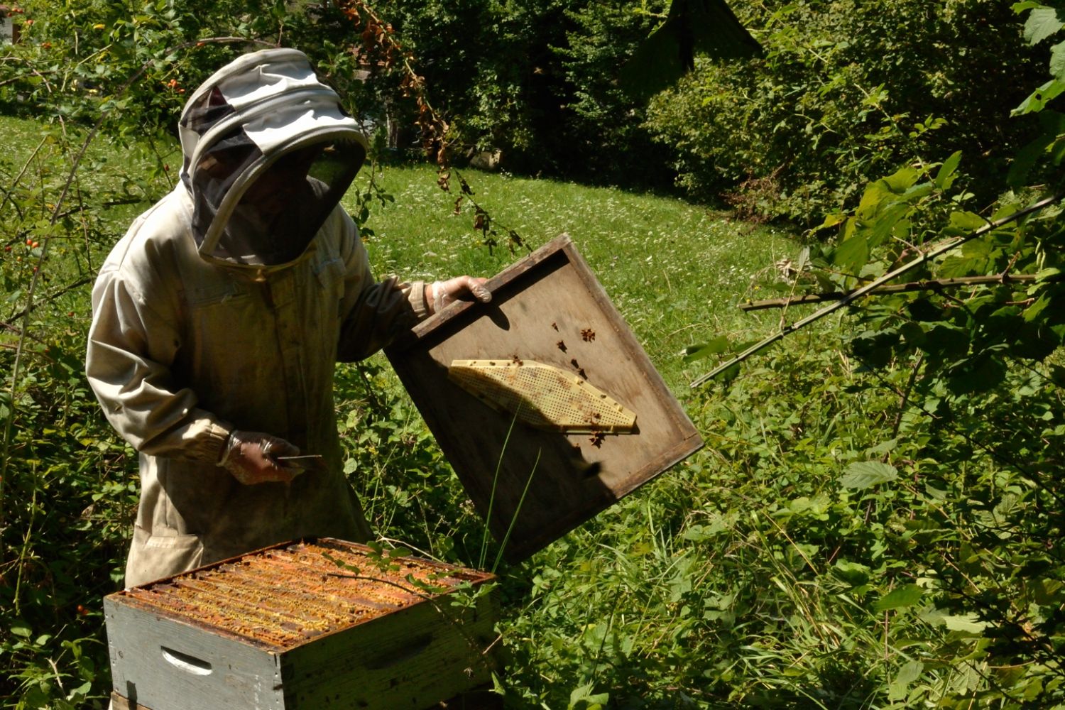 L'oasis des abeilles