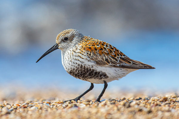 Alpenstrandläufer (Calidris alpina)