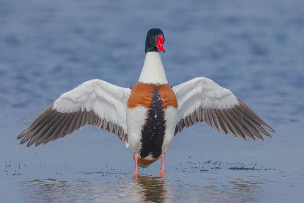 Brandgans (Tadorna tadorna)