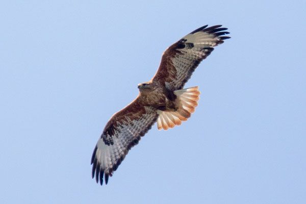 Adlerbussard (Buteo rufinus)