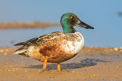 Löffelente (Spatula clypeata)