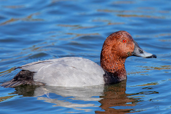 Tafelente (Aythya ferina)