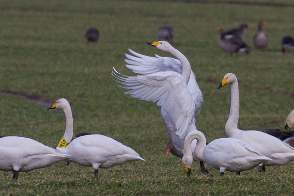 Singschwan (Cygnus cygnus)