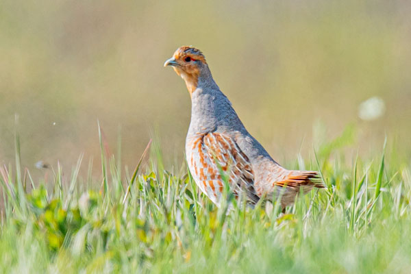 Rebhuhn (Perdix perdix)