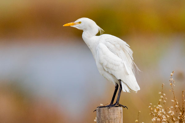 Kuhreiher (Bubulcus ibis)