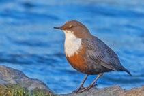 Wasseramsel (Cinclus cinclus)