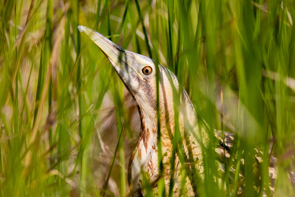 Rohrdommel (Botaurus stellaris)