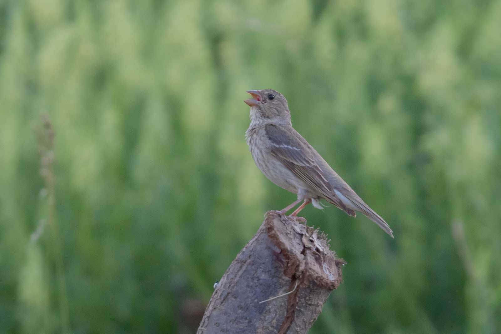 Karmingimpel Gesang Karmingimpel Gesang