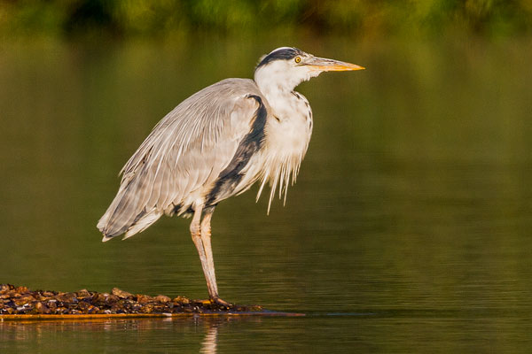 Graureiher (Ardea cinerea)