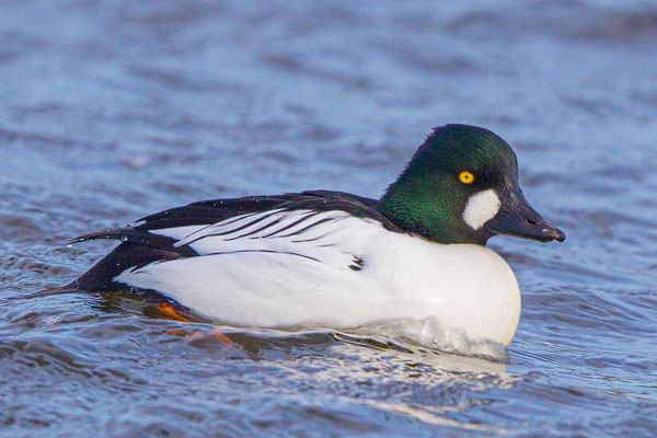 Schellente (Bucephala clangula)