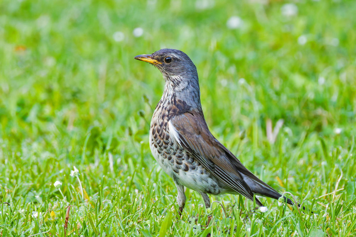Wacholderdrossel Steckbrief Gesang Bilder Vogel In Deutschland