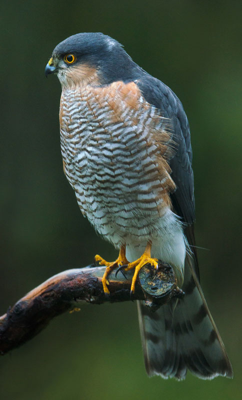 Sperber (Accipiter nisus) - Steckbrief, Verbreitung, Bilder - Vögel in