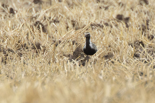 Tundra-Goldregenpfeifer (Pluvialis fulva) im Prachtkleid auf einem abgeernteten Stoppelacker in der Wetterau. 