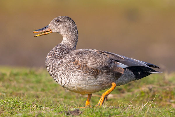 chnatterente (Mareca strepera)