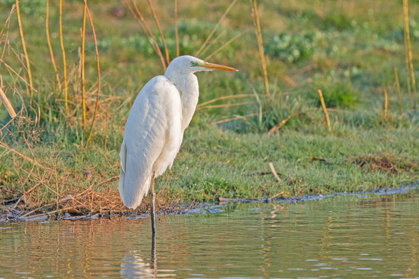 Silberreiher (Ardea alba)