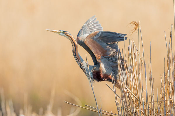 Purpurreiher (Ardea purpurea)