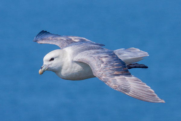 Eissturmvogel (Fulmarus glacialis)