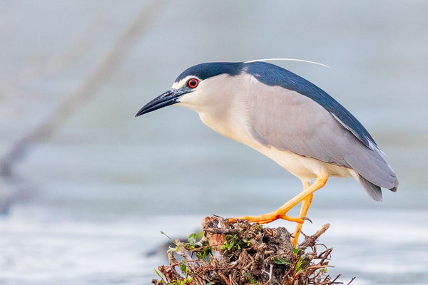 Nachtreiher (Nycticorax nycticorax)